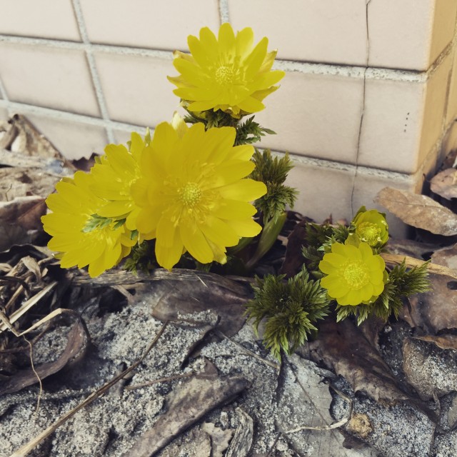 福寿草