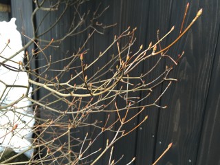 春の兆し